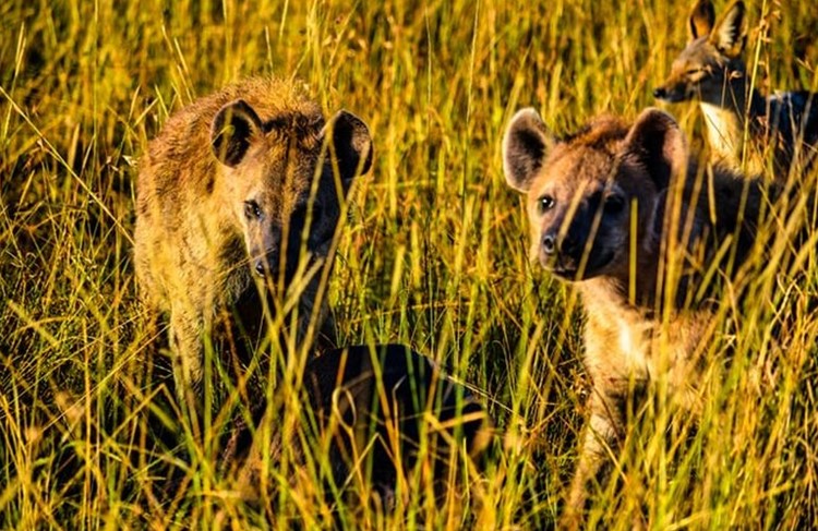 photo of Dar El Salaam - Selous Game Reserve